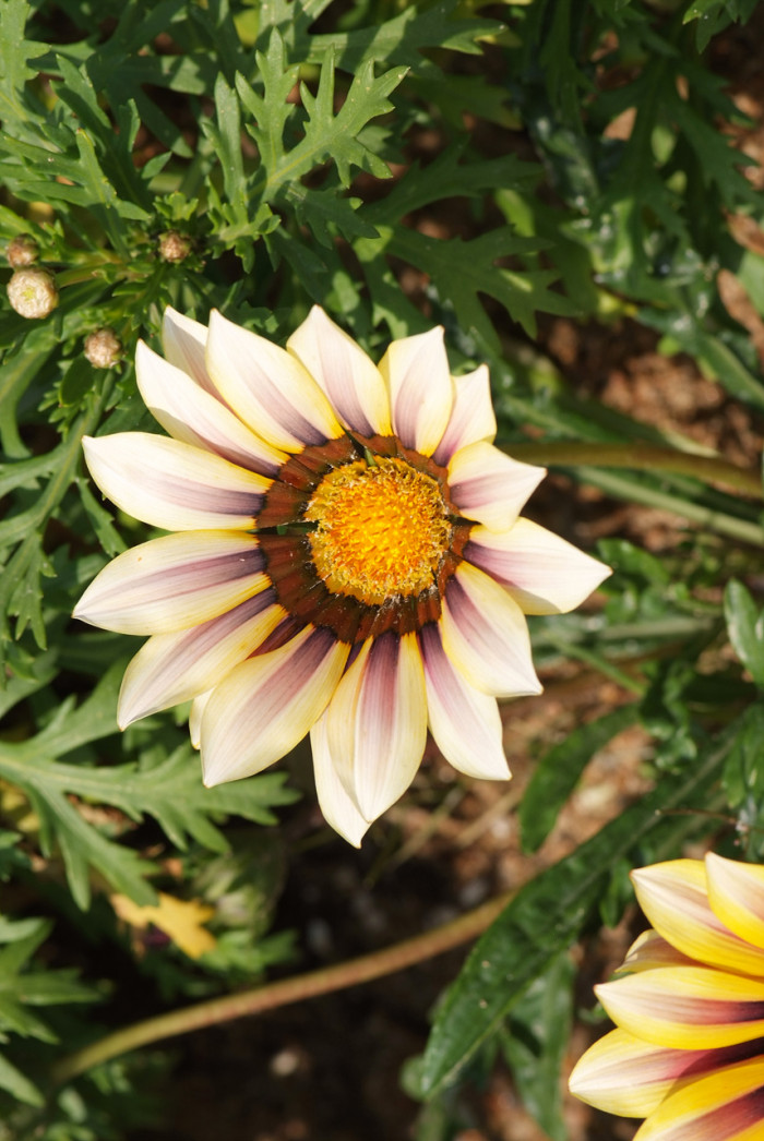 가자니아 - Gazania, Gazania rigens (L.) Gaertn.