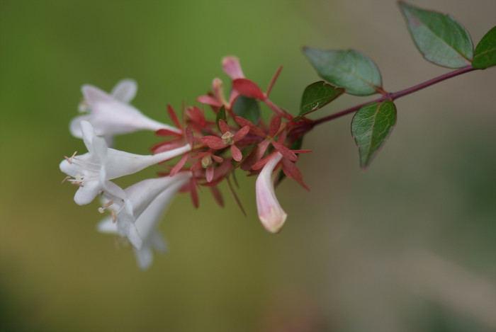 꽃댕강나무 - Mangsan Abelia, Abelia mosanensis T.H.Chung