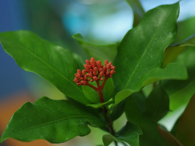 익소라 차이넨시스 사진 - Ixora chinensis Photos
