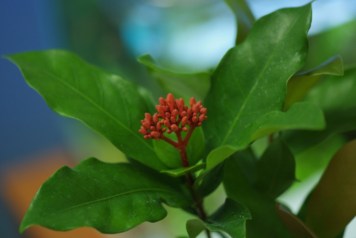 익소라 차이넨시스 - Ixora chinensis