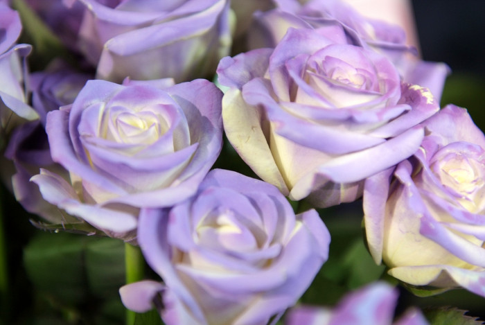 장미 - Rose, Rosa hybrida