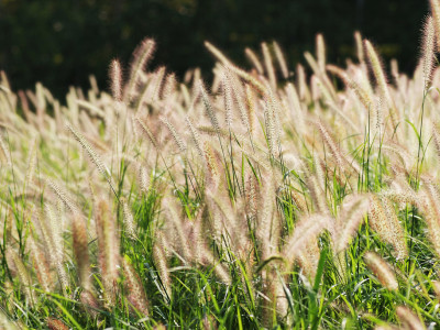 수크령 사진 - Pennisetum alopecuroides Photos