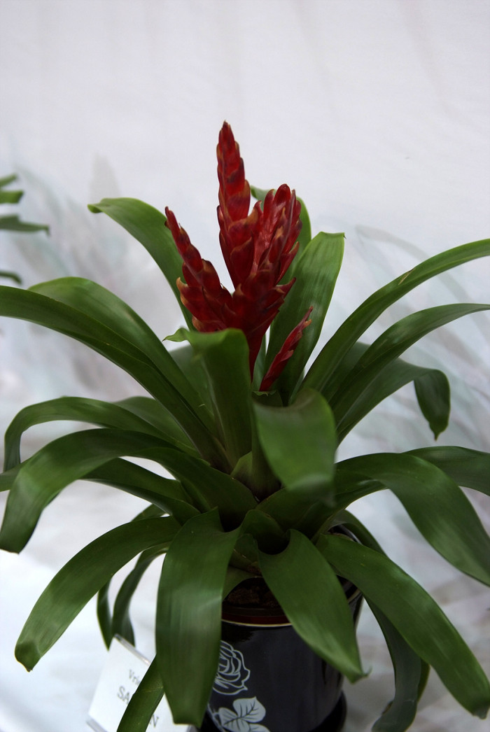 틸란디시아 - Tillandsia bergeri