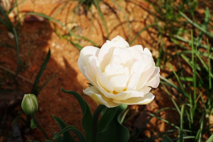 수선화 - daffodil, Narcissus tazetta var. chinensis