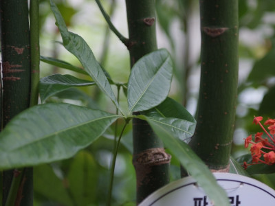 피카라 사진 - Pachira aquatica Photos