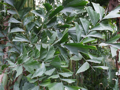 공작야자 사진 - Caryota mitis Photos