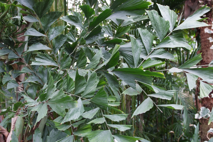 공작야자 - Fish tail palm, Caryota mitis