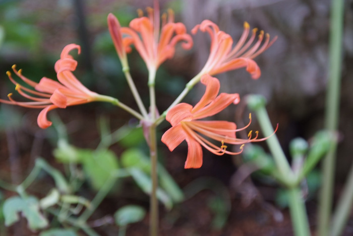 백양꽃 - Lycoris sanguinea var. koreana (Nakai) T.Koyama