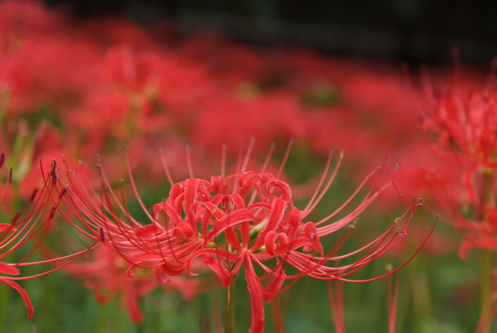 석산 - red spider lily, Lycoris radiata