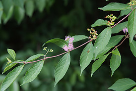 작살나무 - Callicarpa japonica Thunb.