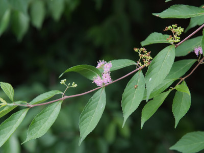 작살나무 사진 - Callicarpa japonica Thunb. Photos