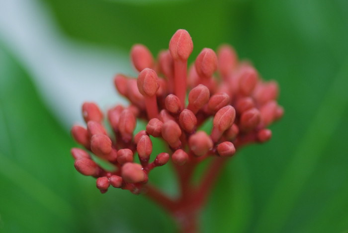 익소라 차이넨시스 - Ixora chinensis