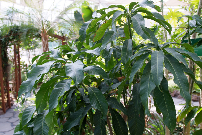 망고 - mango, Mangifera indica L. 
