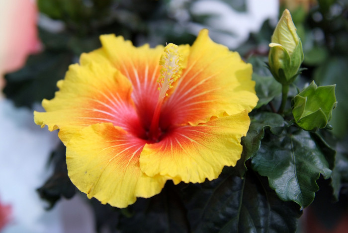 하와이무궁화 - hawaiian hibiscus, Hibiscus rosa-sinesis L.