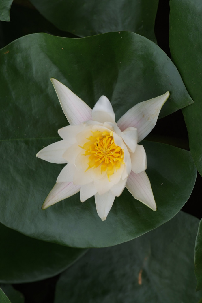 수련 - Nymphaea tetragona var. angusta