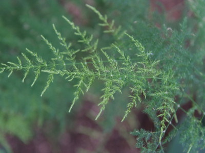 아스파라거스 사진 - Asparagus officinalis L. Photos