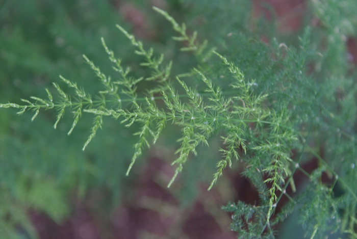 아스파라거스 - Asparagus officinalis L.