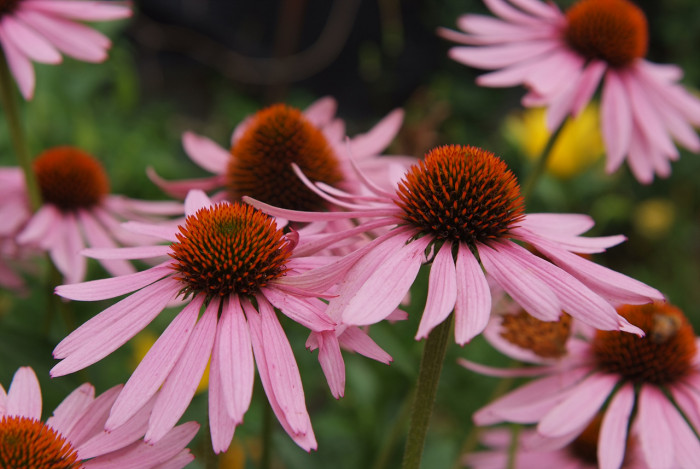 에키네시아 - eastern purple coneflower, hedgehog coneflower, purple coneflower, Echinacea purpurea