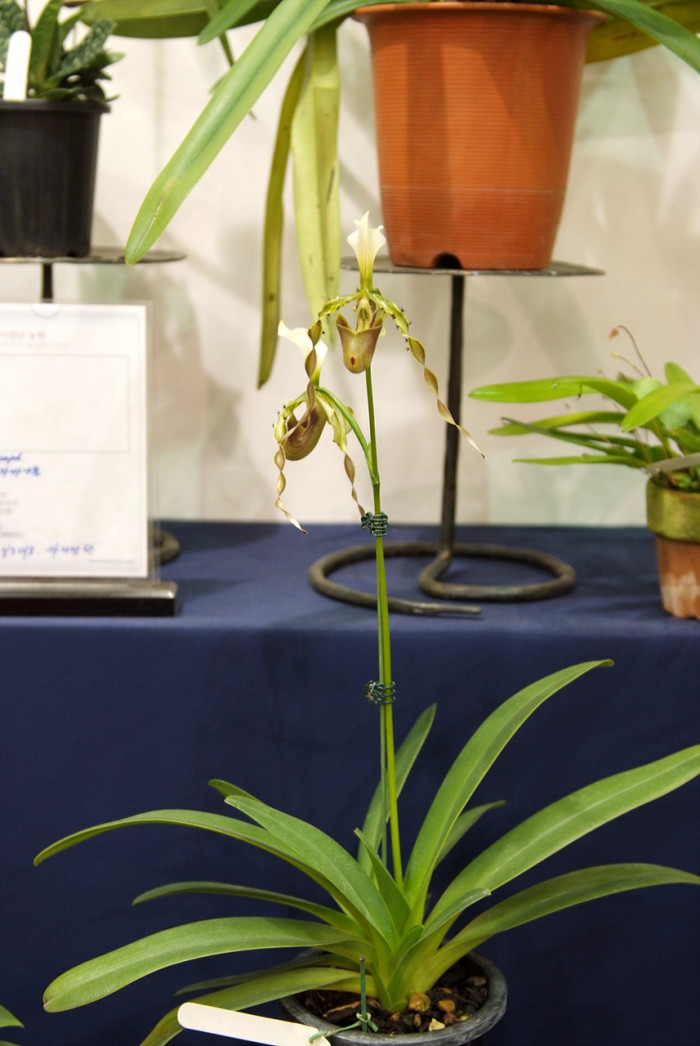 파피오페딜럼 - Papihopedilum pinochio, Paphiopedilum hybrids