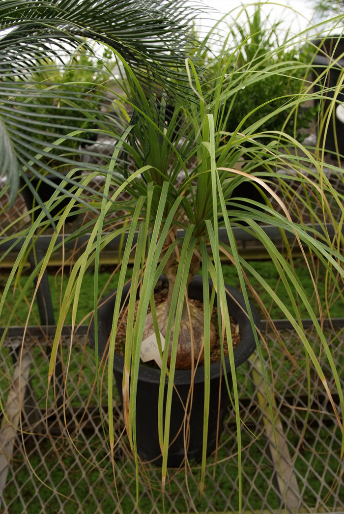 덕구리난 - Pony Tail Palm, Beaucarnea recurvata