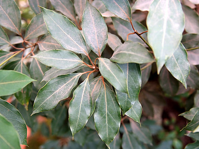 참식나무 사진 - Neolitsea sericea (Blume) Koidz. Photos