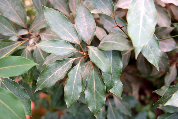 참식나무 - Neolitsea sericea (Blume) Koidz.