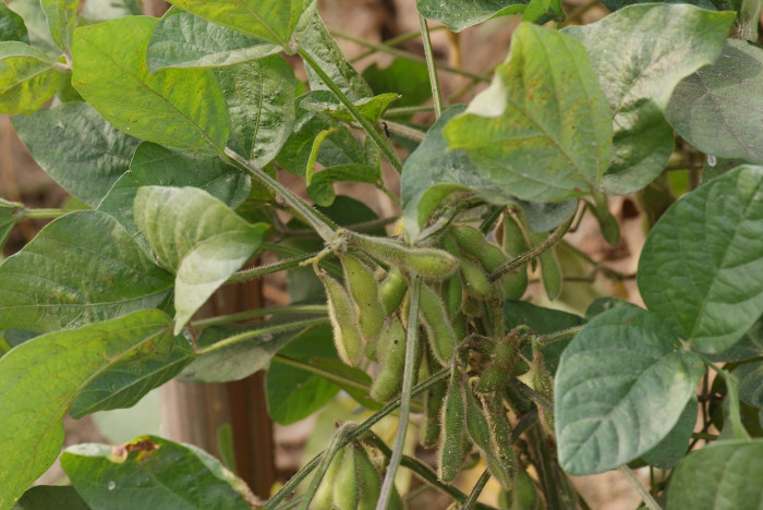 흰콩 - Soybean, Soja Bean, Soya Bean., Glycine max (L.) Merr.