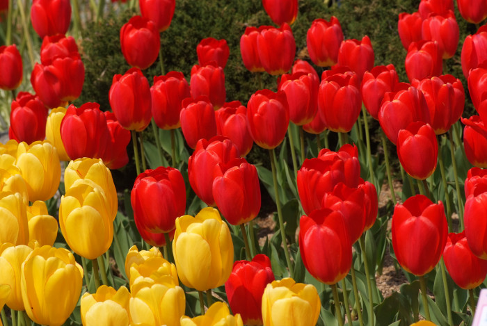 튤립 - Tulip, Tulipa gesneriana