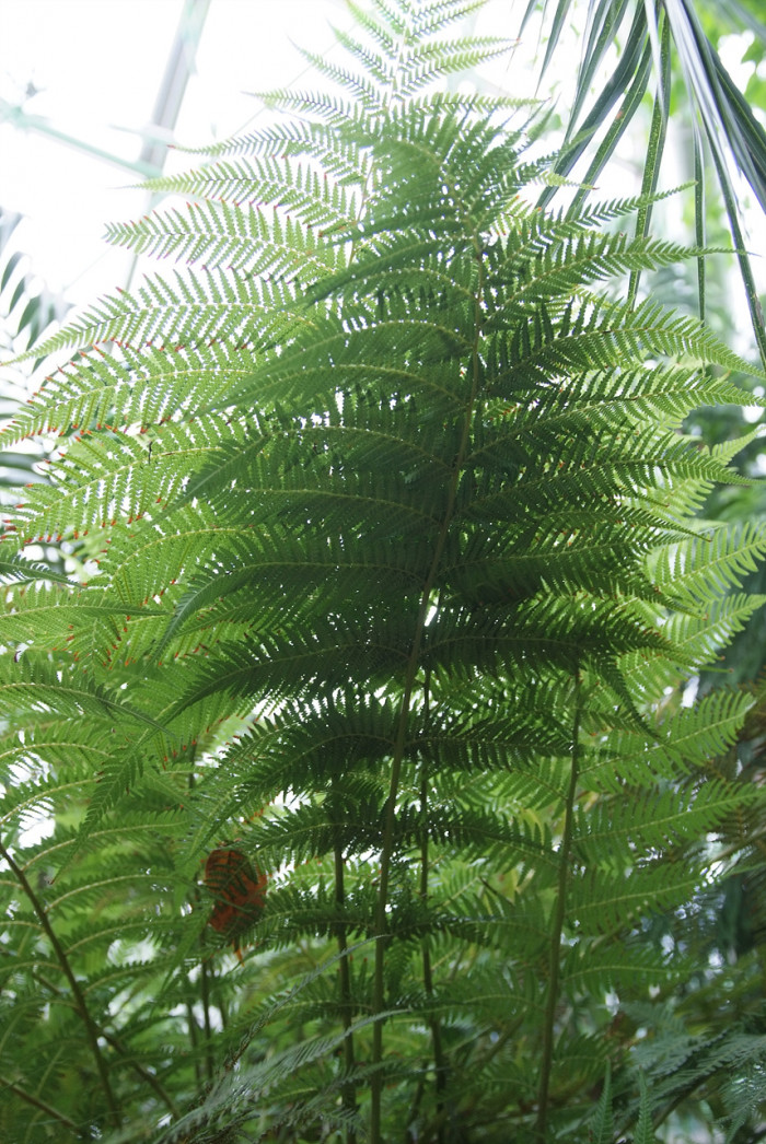 해고 - Cyathea spinulosa Wall ex HOOK
