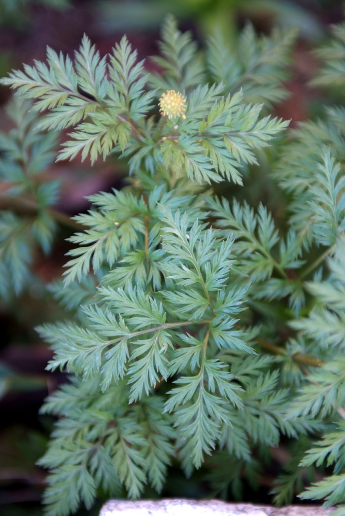 복수초 - Adonis amurensis