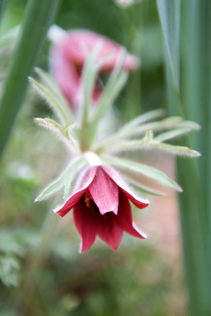 할미꽃 - Pulsatilla koreana