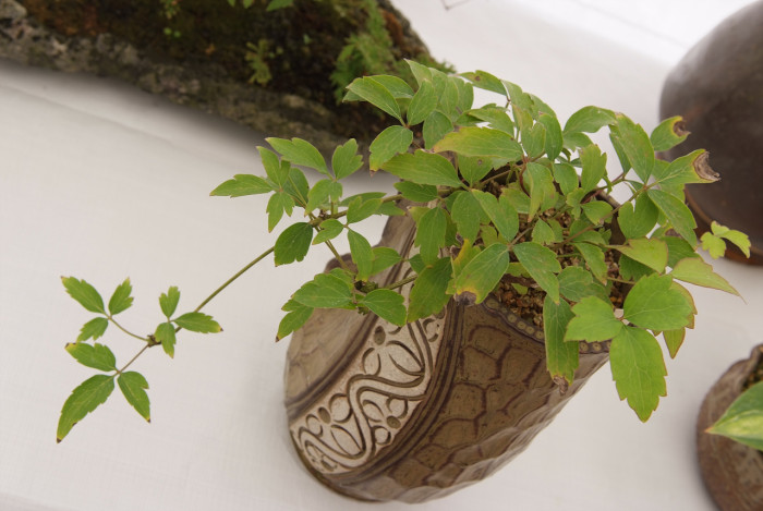 으아리 - Clematis mandshurica rupr