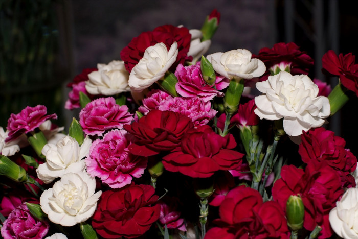 카네이션 - Bernard, Dianthus caryophyllus L.