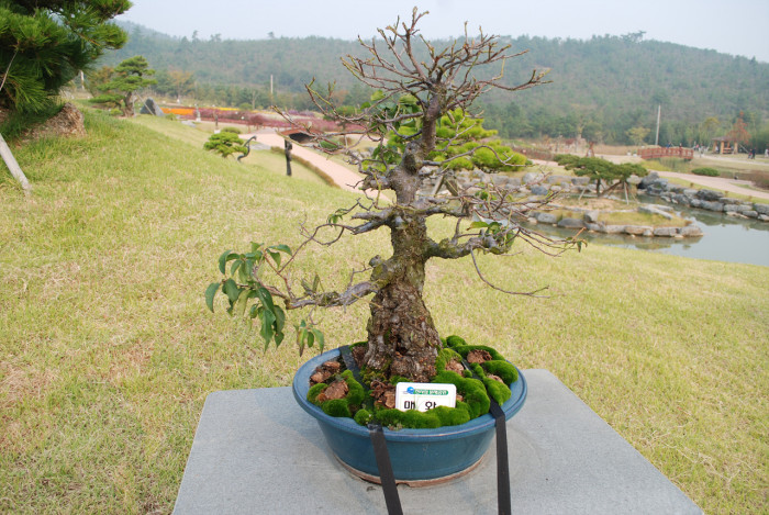 매화 - Prunus mume