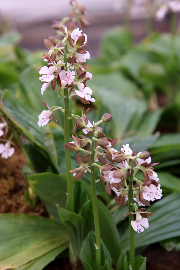 새우난초 - Calanthe discolor Lindl.