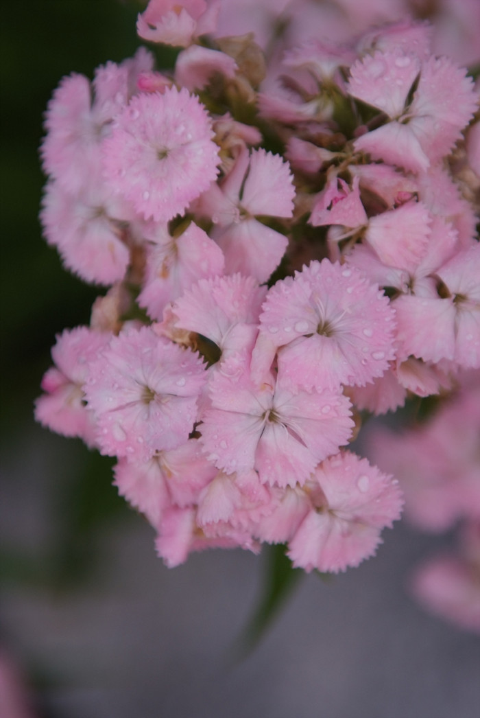 패랭이꽃 - Dianthus chinensis L. var. chinensis, Dianthus chinensis L. var. chinensis