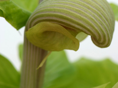 큰천남성 사진 - Arisaema ringens Photos