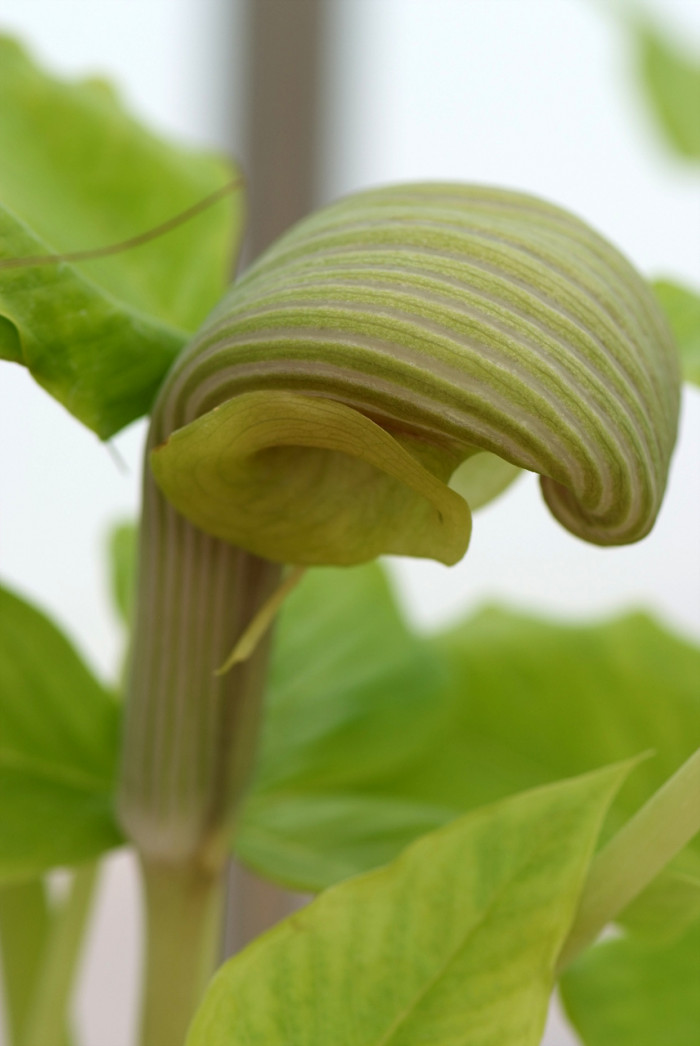 큰천남성 - Arisaema ringens