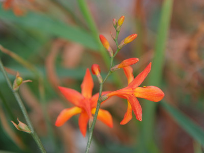 애기범부채 사진 - Tritonaia X croscosmaeflore Lemoine Photos