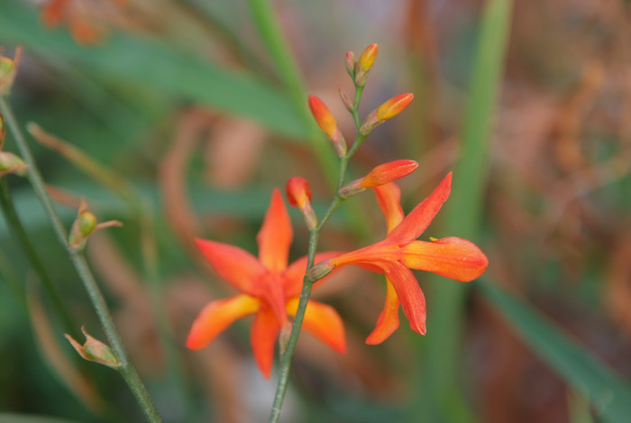 애기범부채 - Tritonaia X croscosmaeflore Lemoine