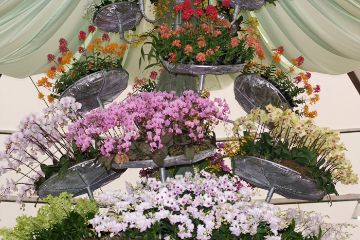 호접란 - Moth orchids, phalaenopsis