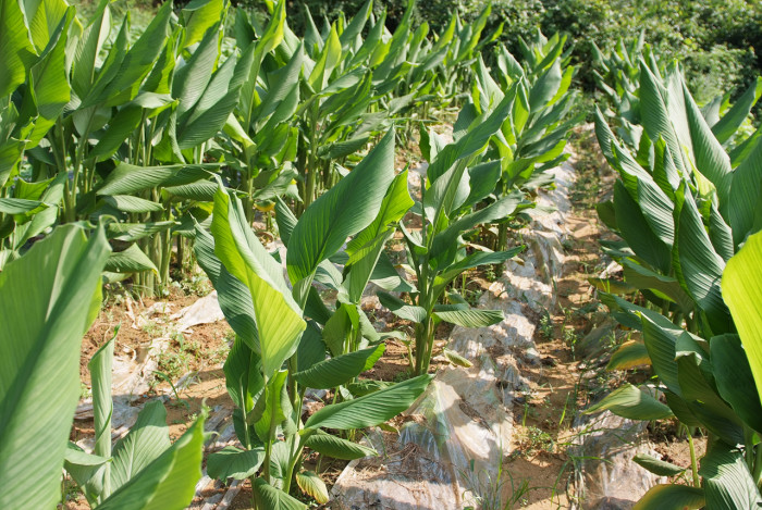 울금 - Curcuma aromatica Salisb