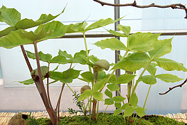 큰천남성 - Arisaema ringens
