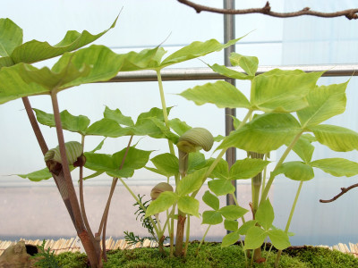 큰천남성 사진 - Arisaema ringens Photos
