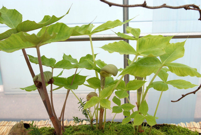 큰천남성 - Arisaema ringens