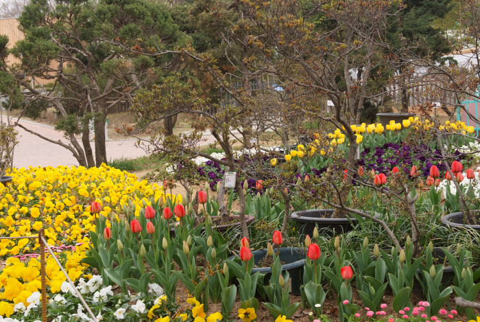 튤립 - Tulip, Tulipa gesneriana