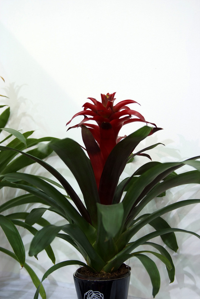 틸란디시아 - Tillandsia bergeri