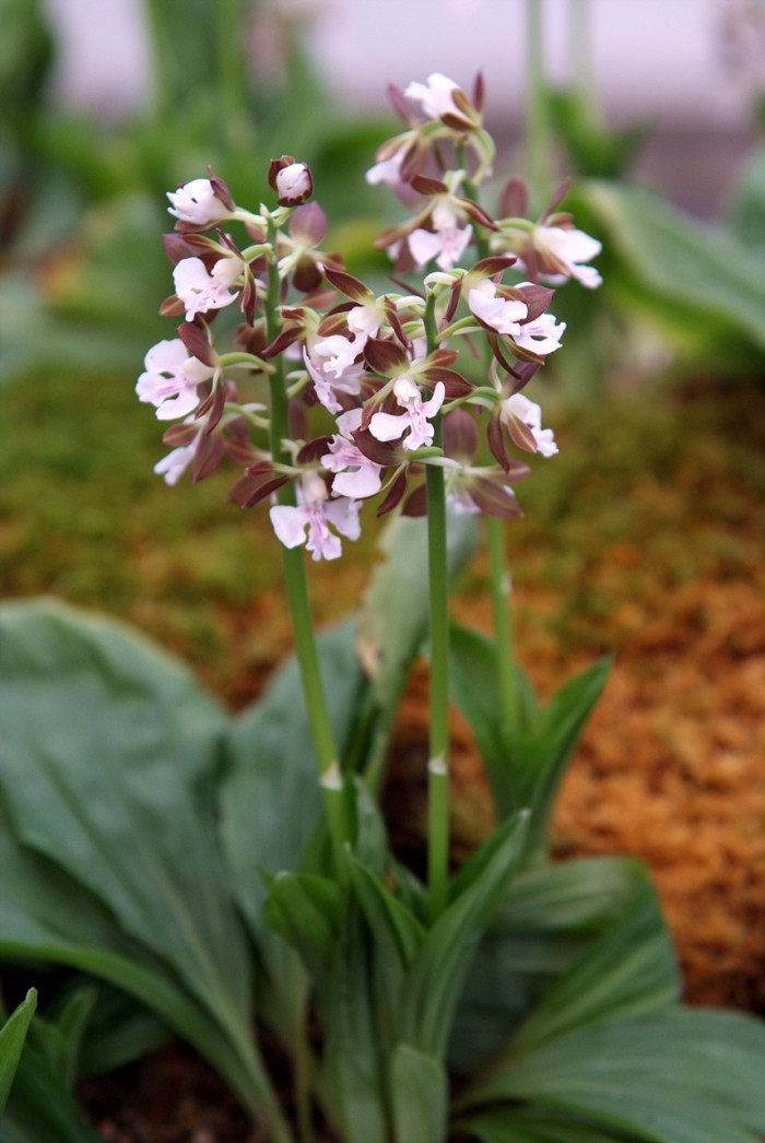 새우난초 - Calanthe discolor Lindl.