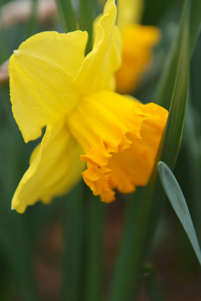 수선화 - daffodil, Narcissus tazetta var. chinensis