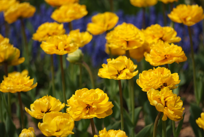 튤립 - Tulip, Tulipa gesneriana
